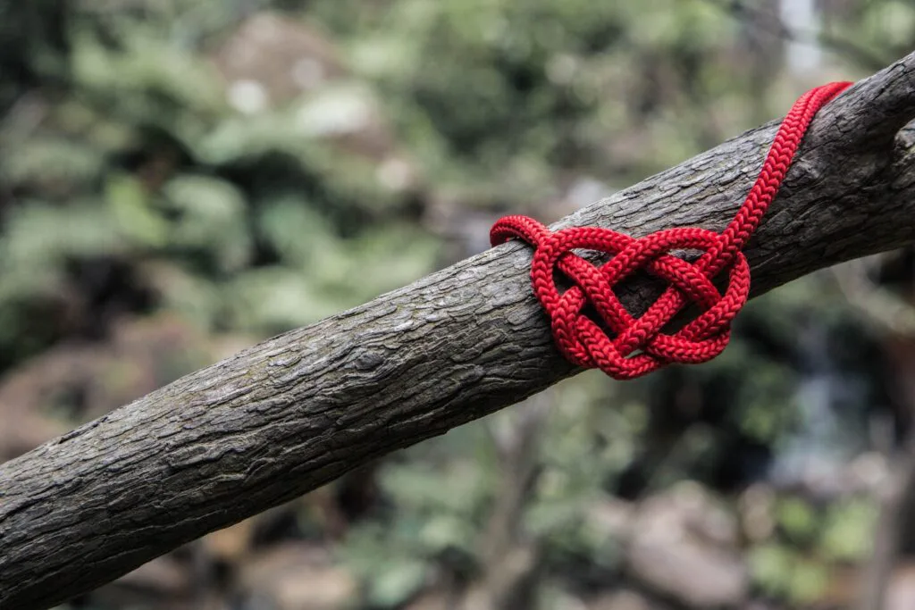 Rope know on top of tree branch