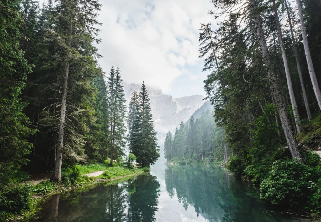 river in middle of forest with mountains in background